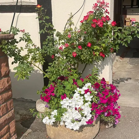 Διαμέρισμα Duplex Renove Avec Terrasse Privative A 10 Mm De Colmar Et Eguisheim, A 2 Mm Du Grand Axe Autoroutier Strasbourg Mulhouse Sainte-Croix-en-Plaine